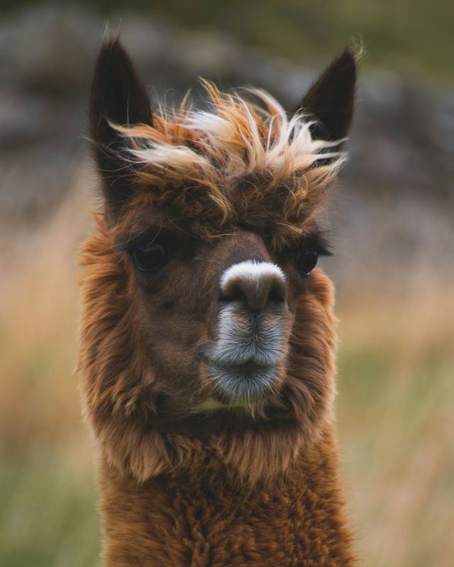 Alpaca