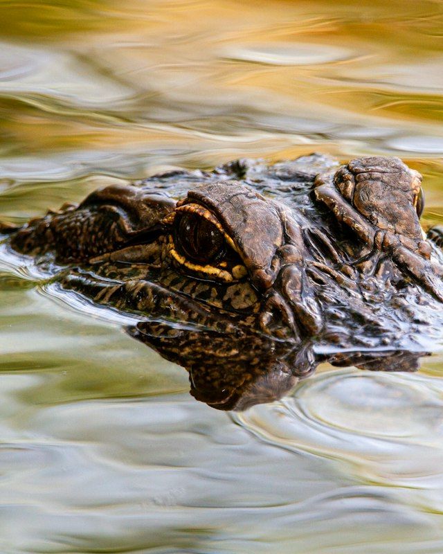 American alligator