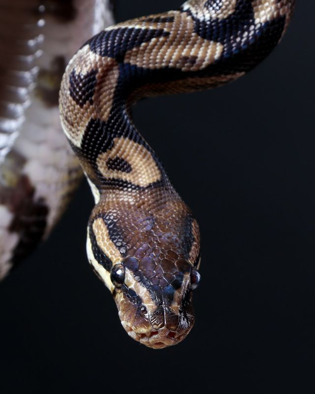 Ball python