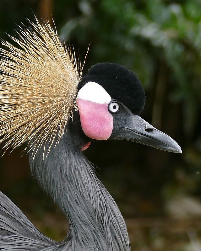 Black crowned crane