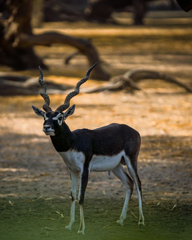 Blackbuck
