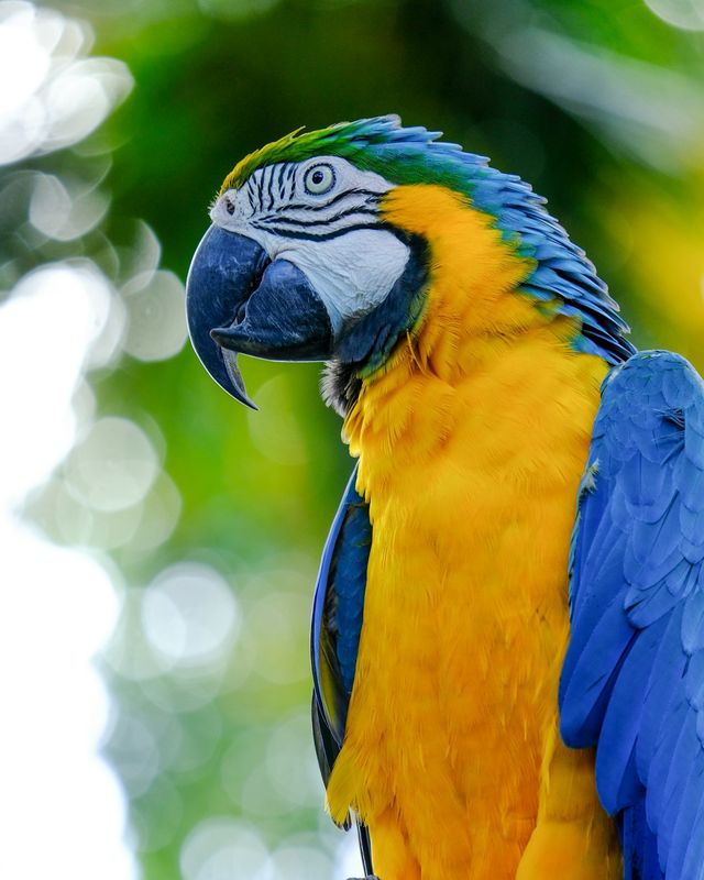 Blue and gold macaw