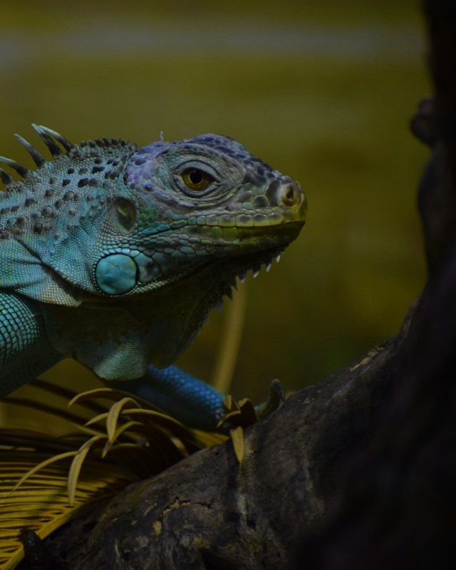 Blue iguana