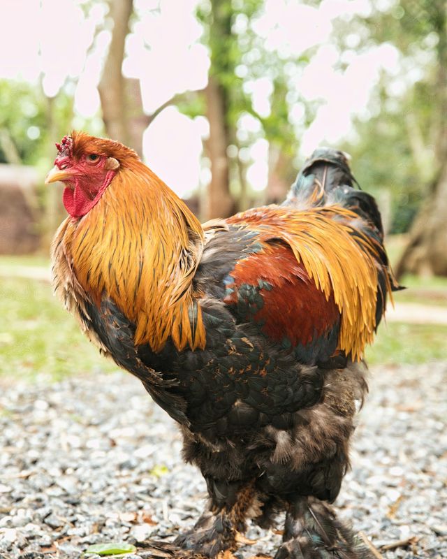 Brahma chicken