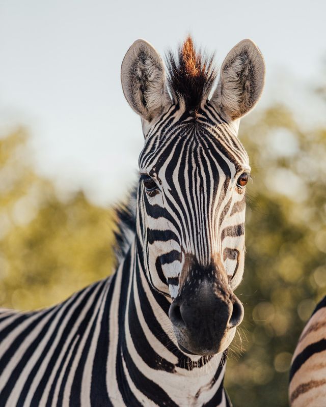 Burchell's zebra