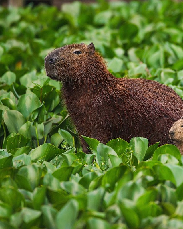 Capybara