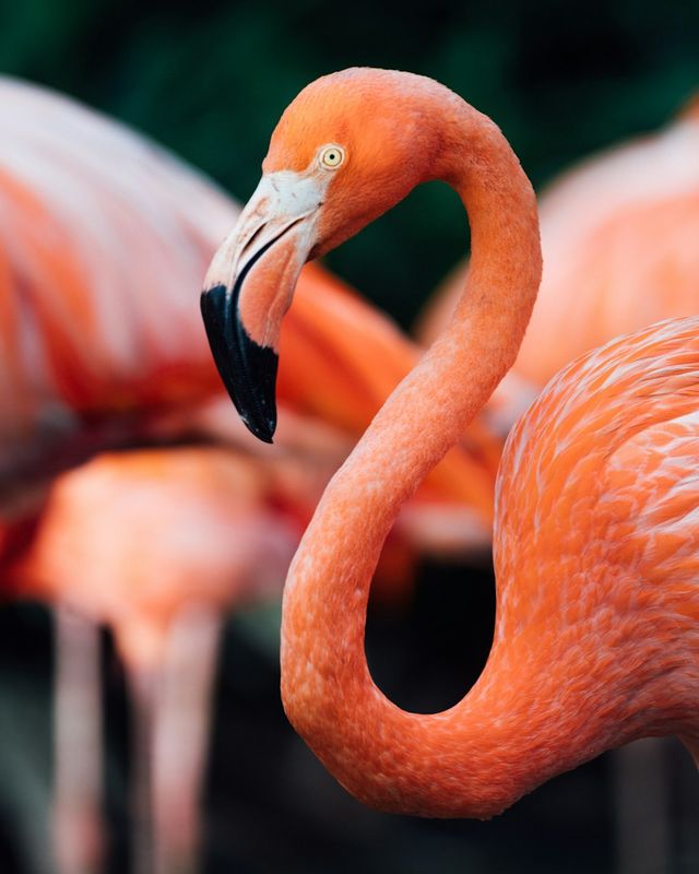 Caribbean flamingo