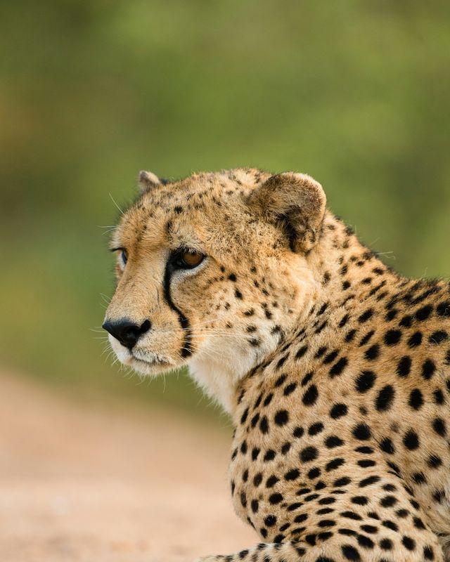 Cheetah
