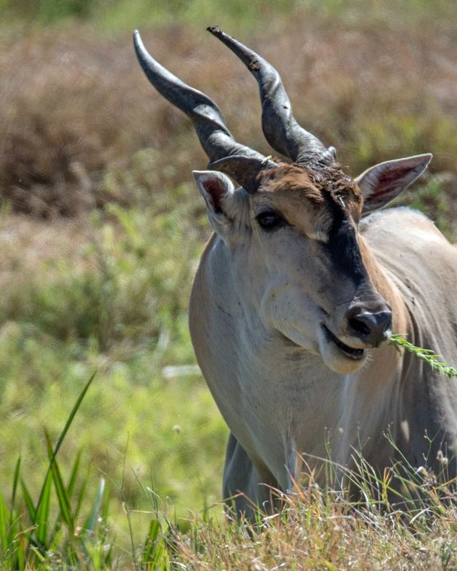 Common eland