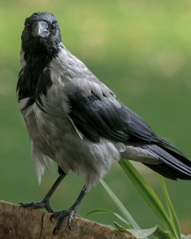 Crow