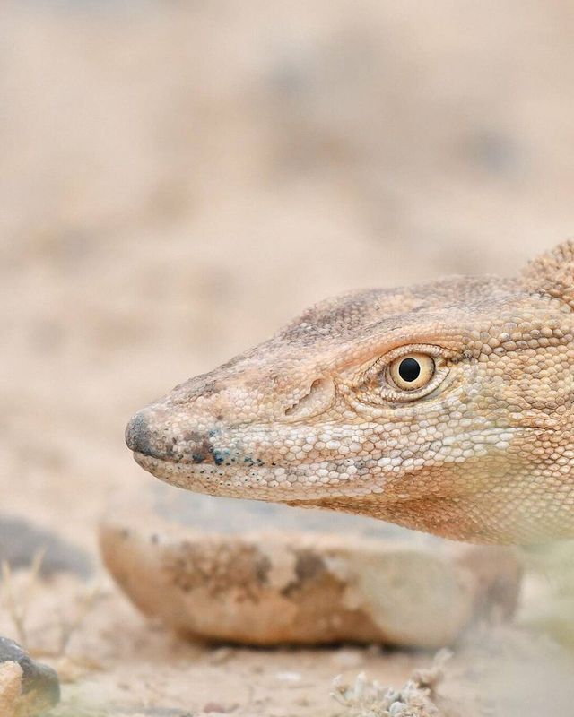 Desert monitor