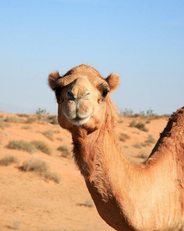 Dromedary camel