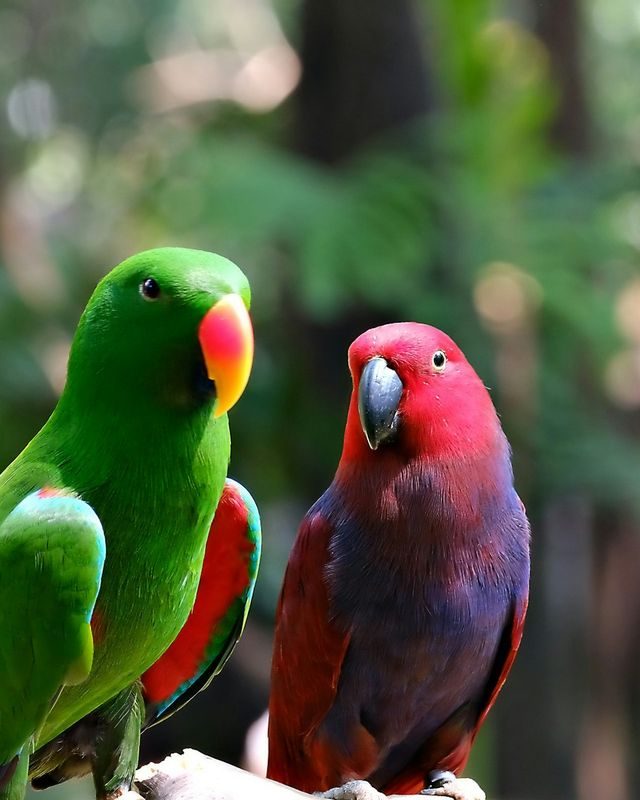 Eclectus parrot