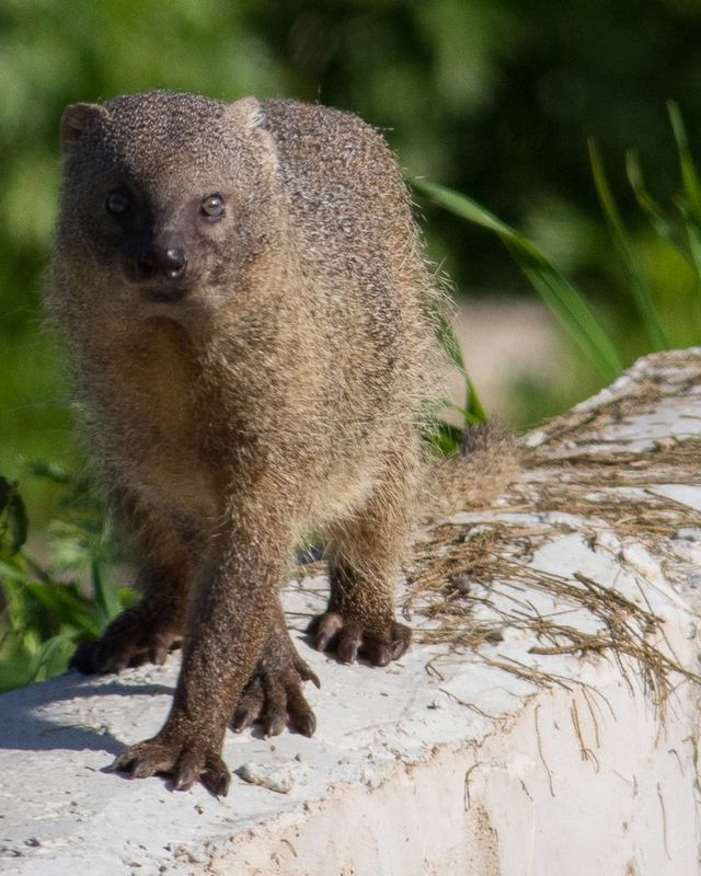 Egyptian mongoose