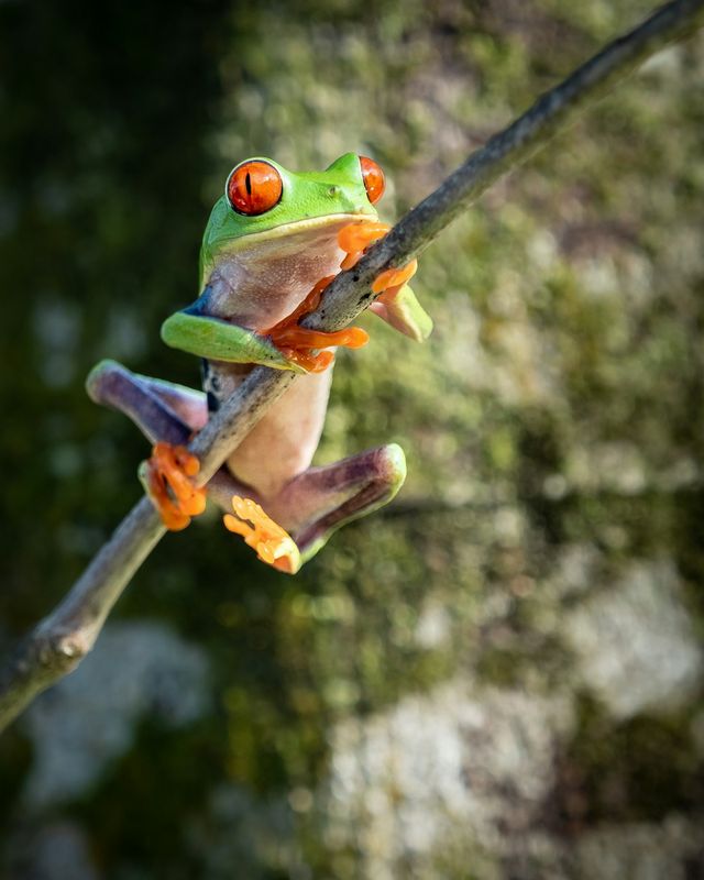 Frogs