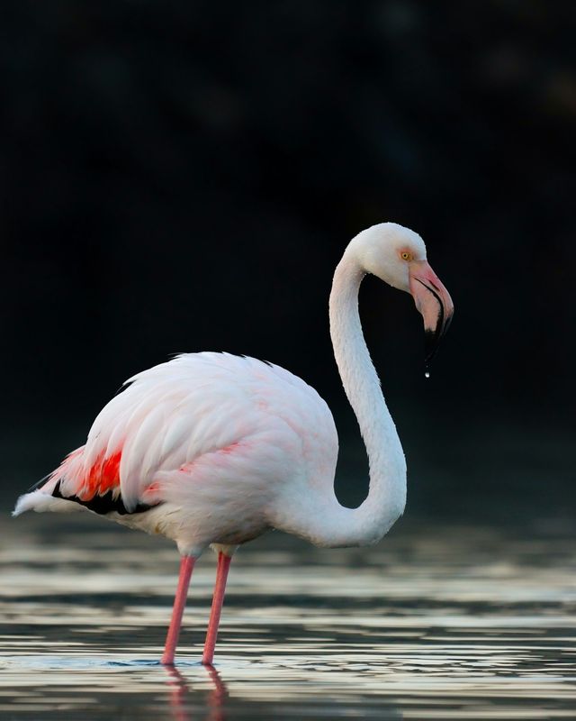 Greater flamingo