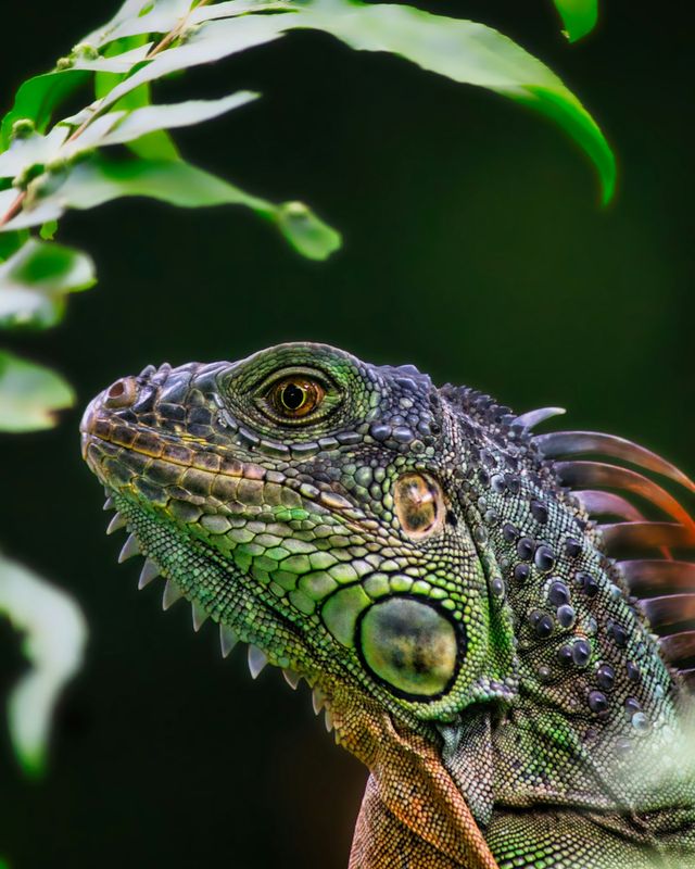 Green iguana