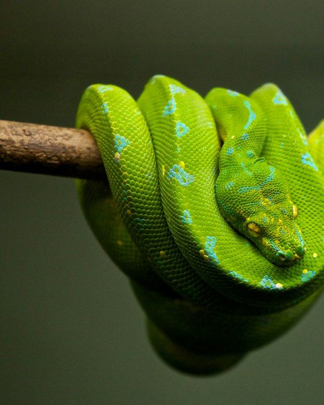 Green tree python