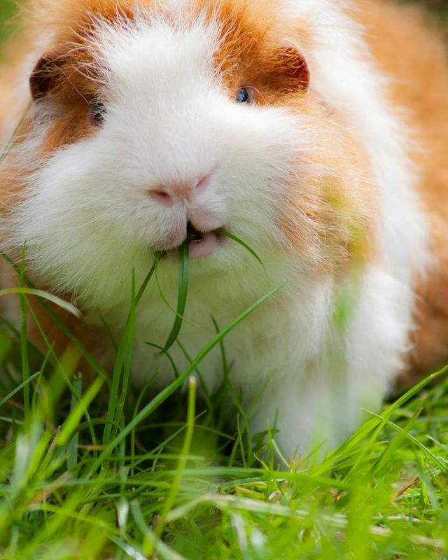 Guinea pig