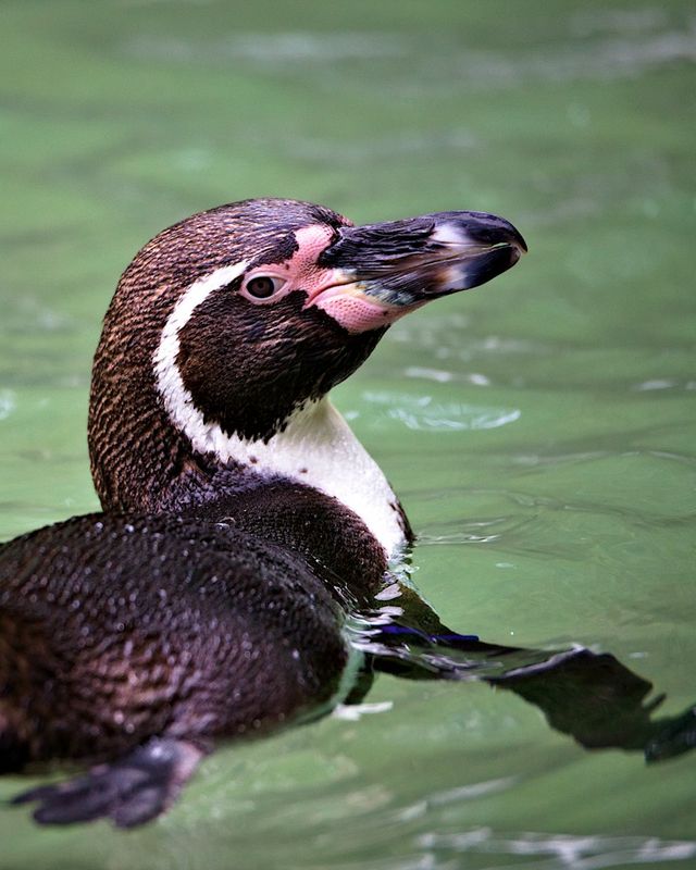 Humboldt penguin
