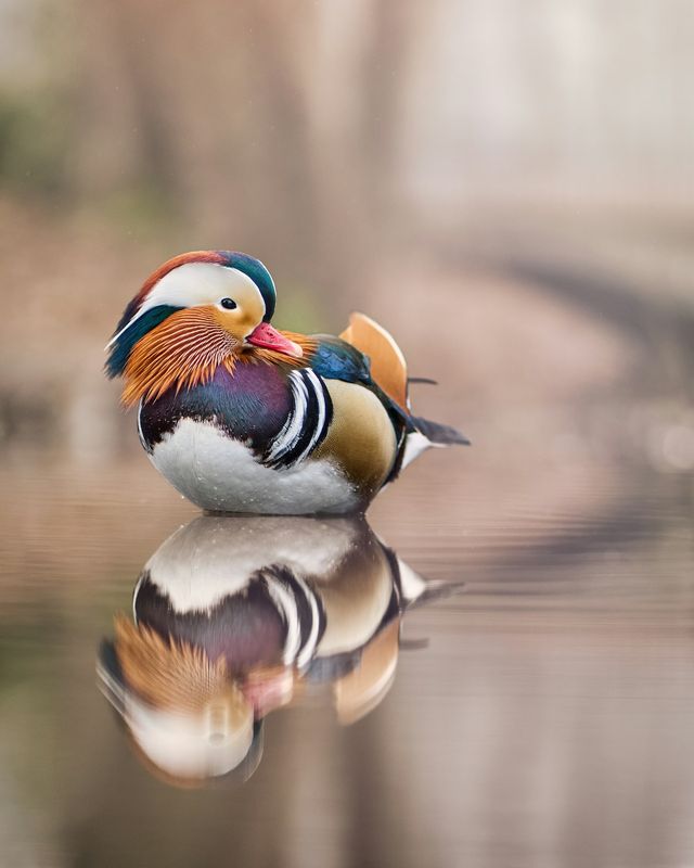 Mandarin duck