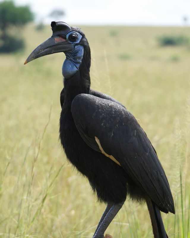 Northern ground hornbill