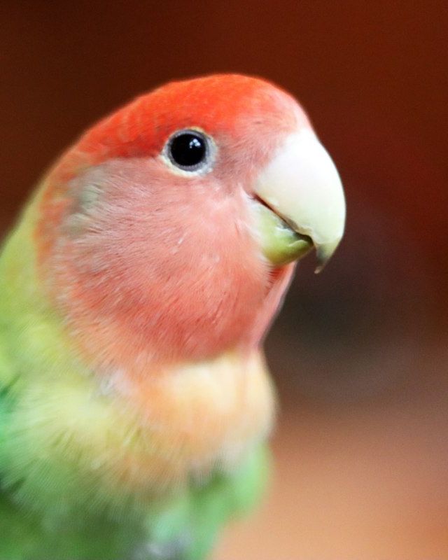 Peach-faced lovebird