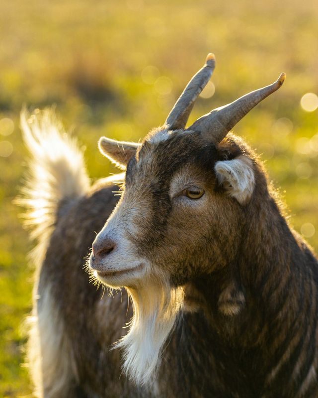 Pygmy goat