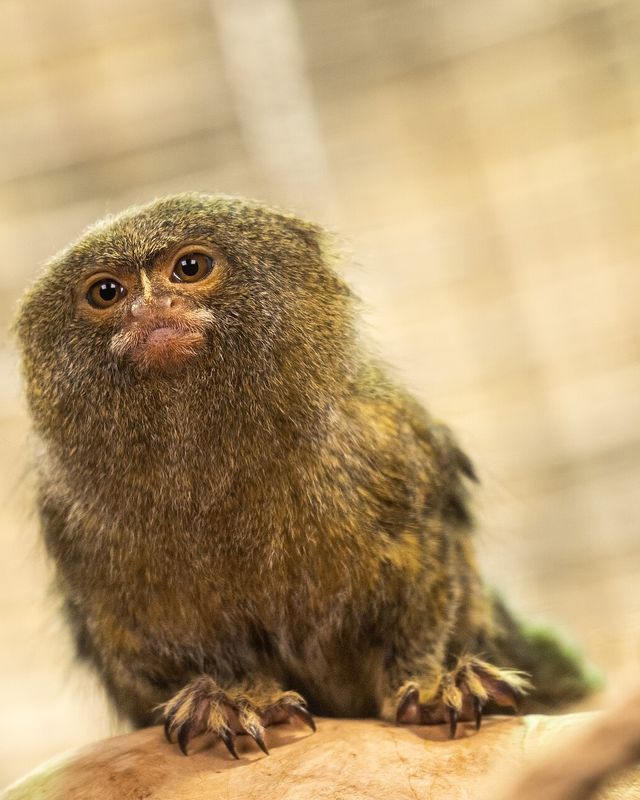 Pygmy marmoset