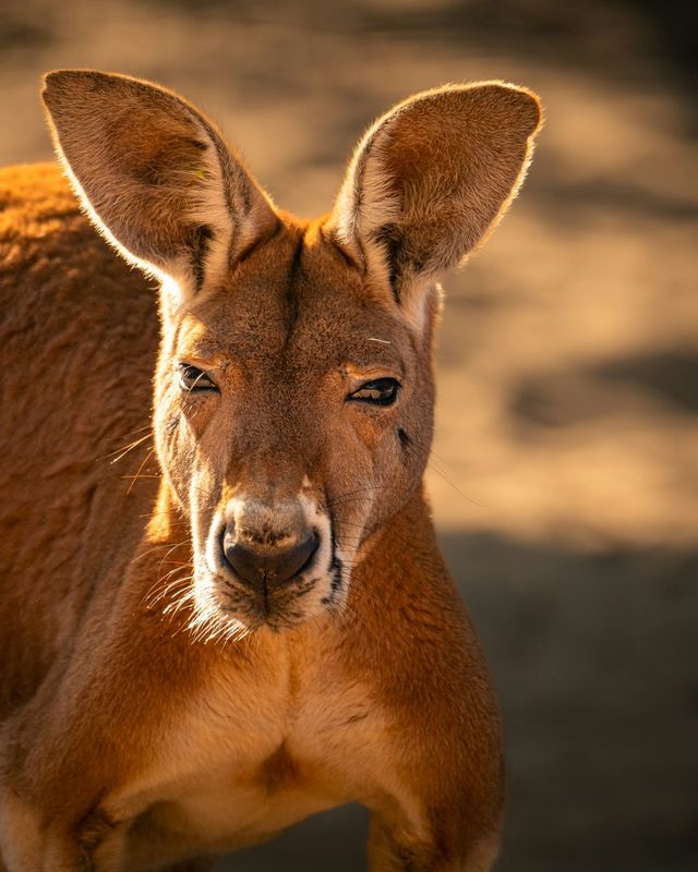 Red kangaroo
