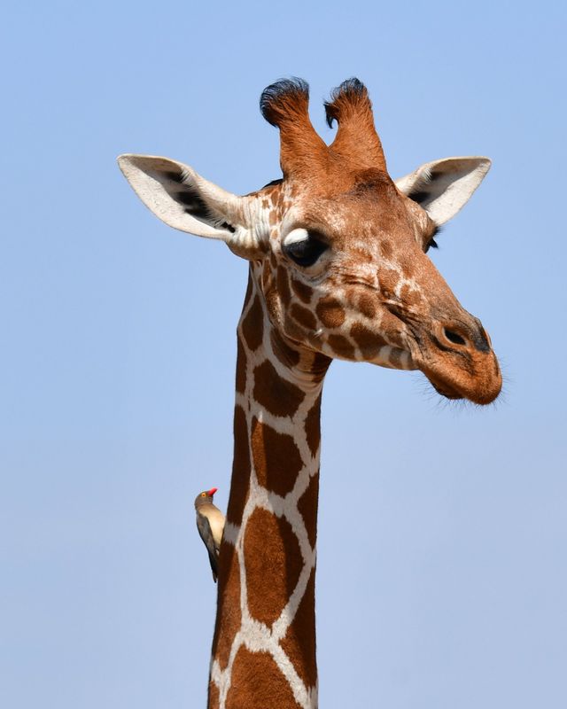 Reticulated giraffe