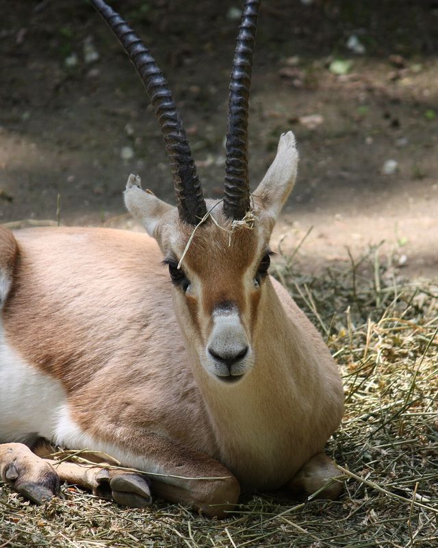 Rhim gazelle