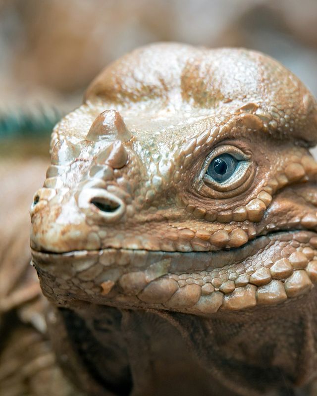 Rhinoceros iguana