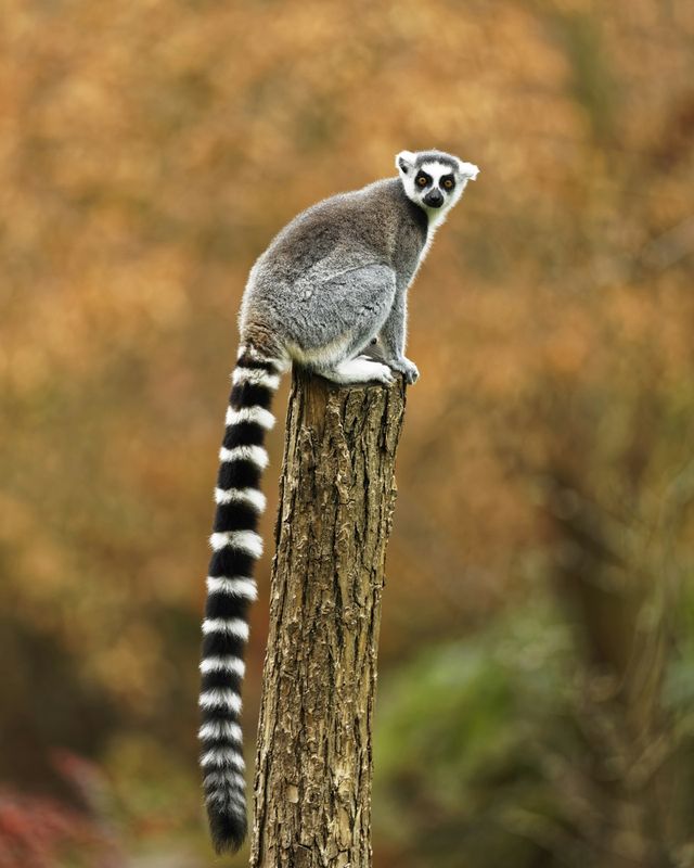 Ring-tailed lemur