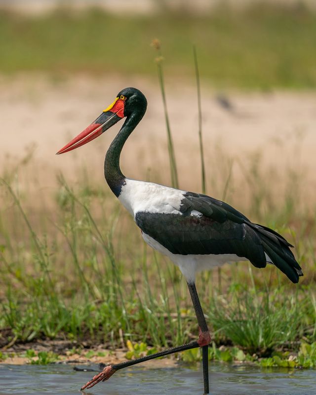Saddle-billed stork