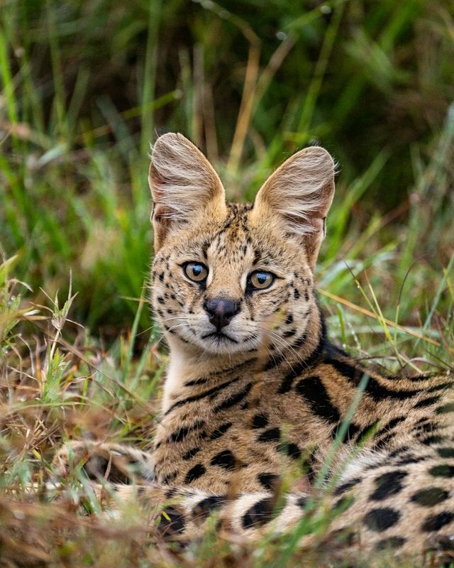 Serval