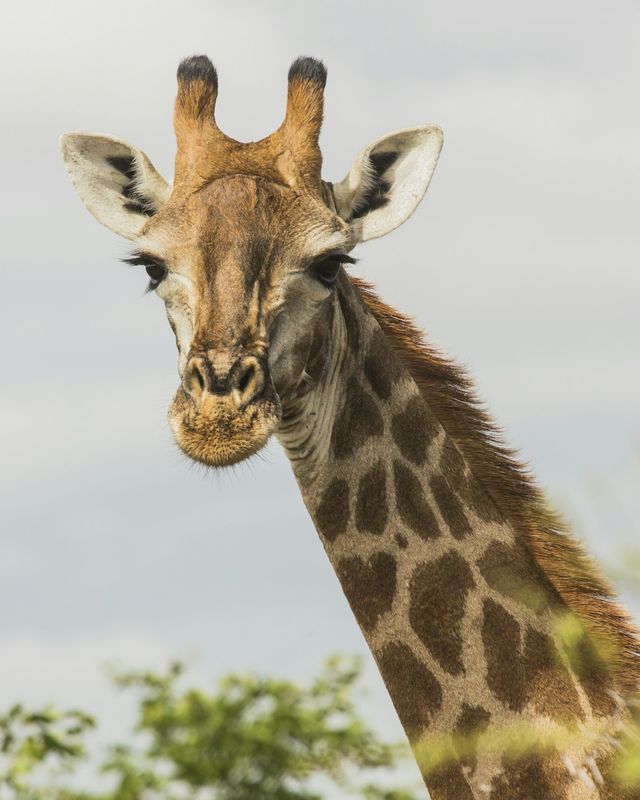 South African giraffe