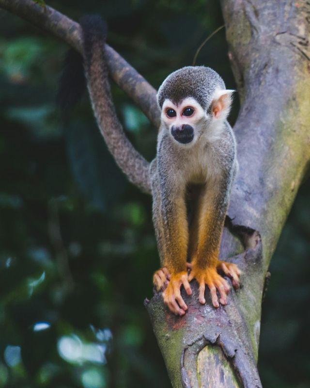 Squirrel monkey