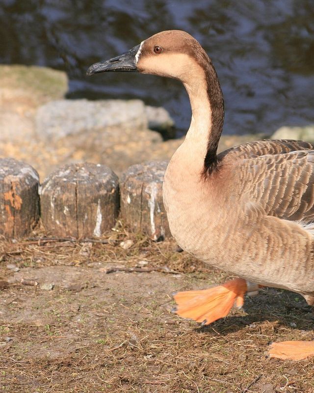 Swan goose