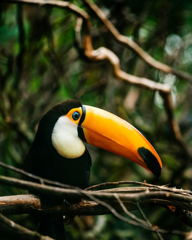Toco toucan