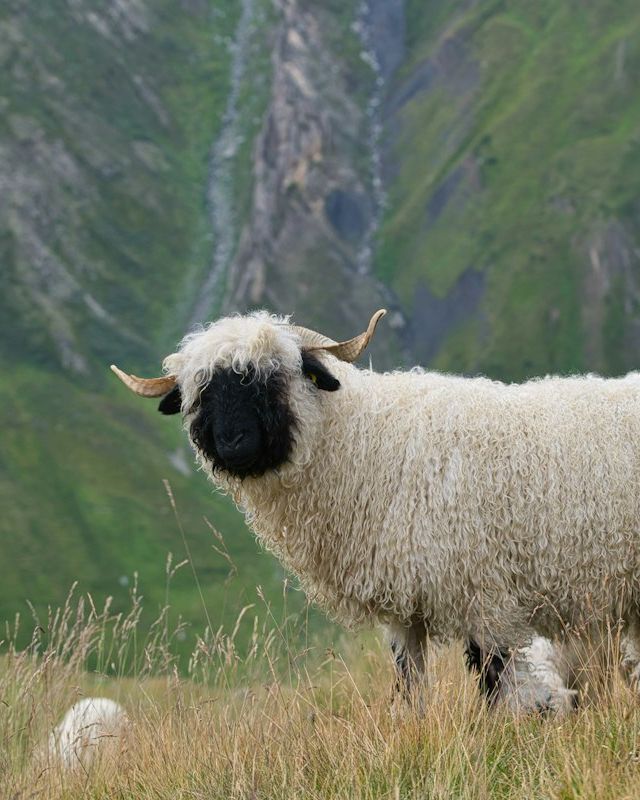 Valais blacknose sheep