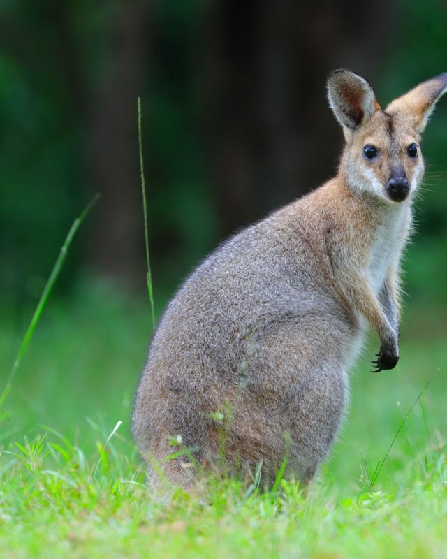 Wallaby