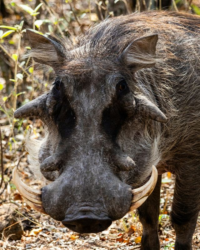 Warthog