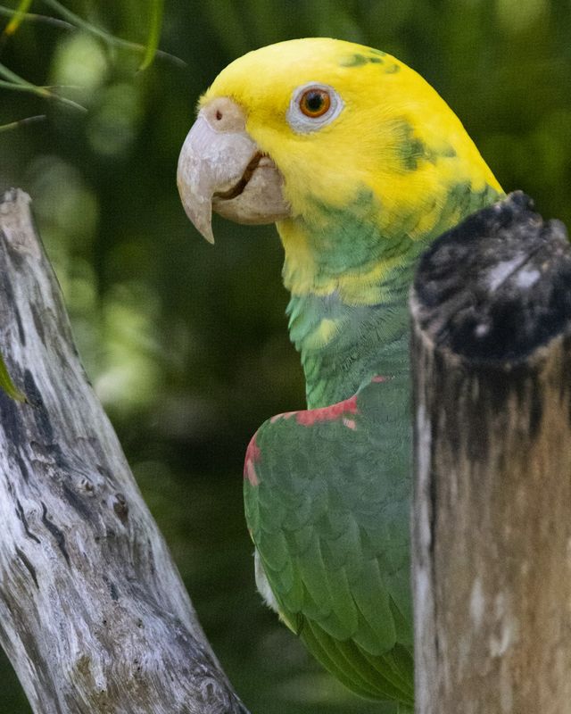 Yellow-faced amazon