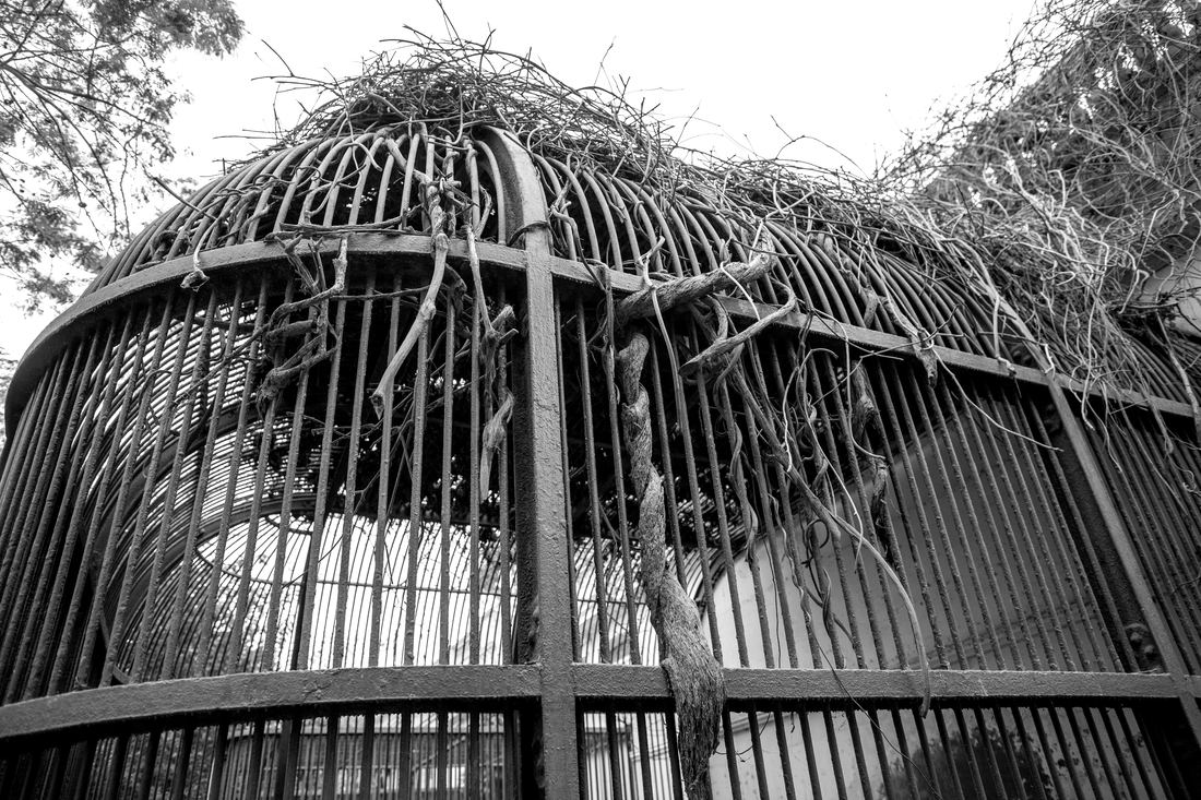 The old birdcage