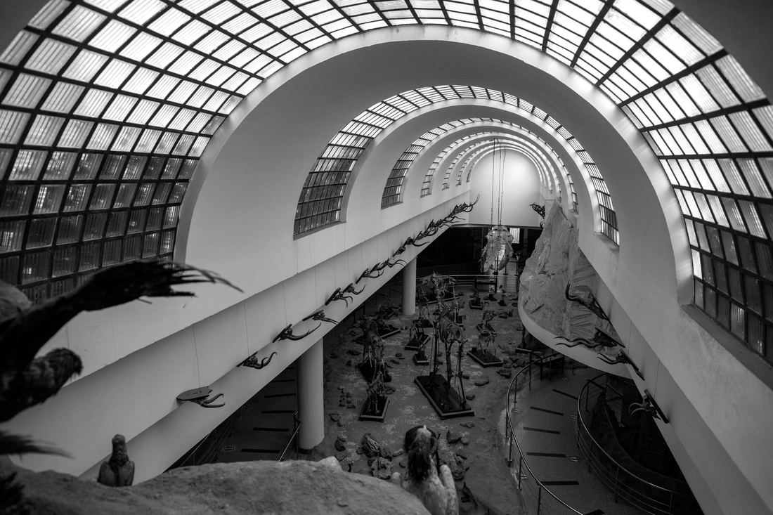 The Zoological Museum