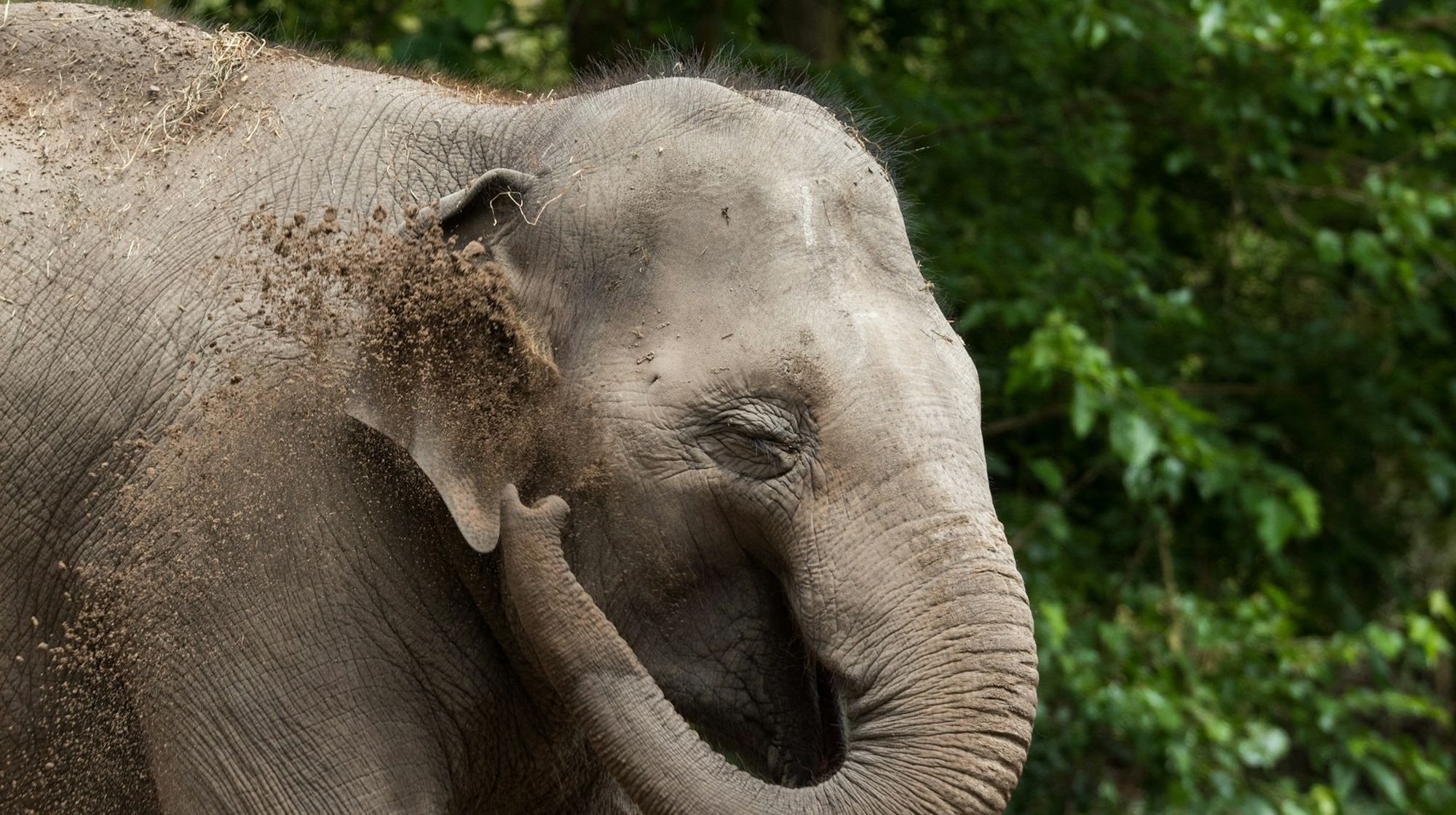 An elephant