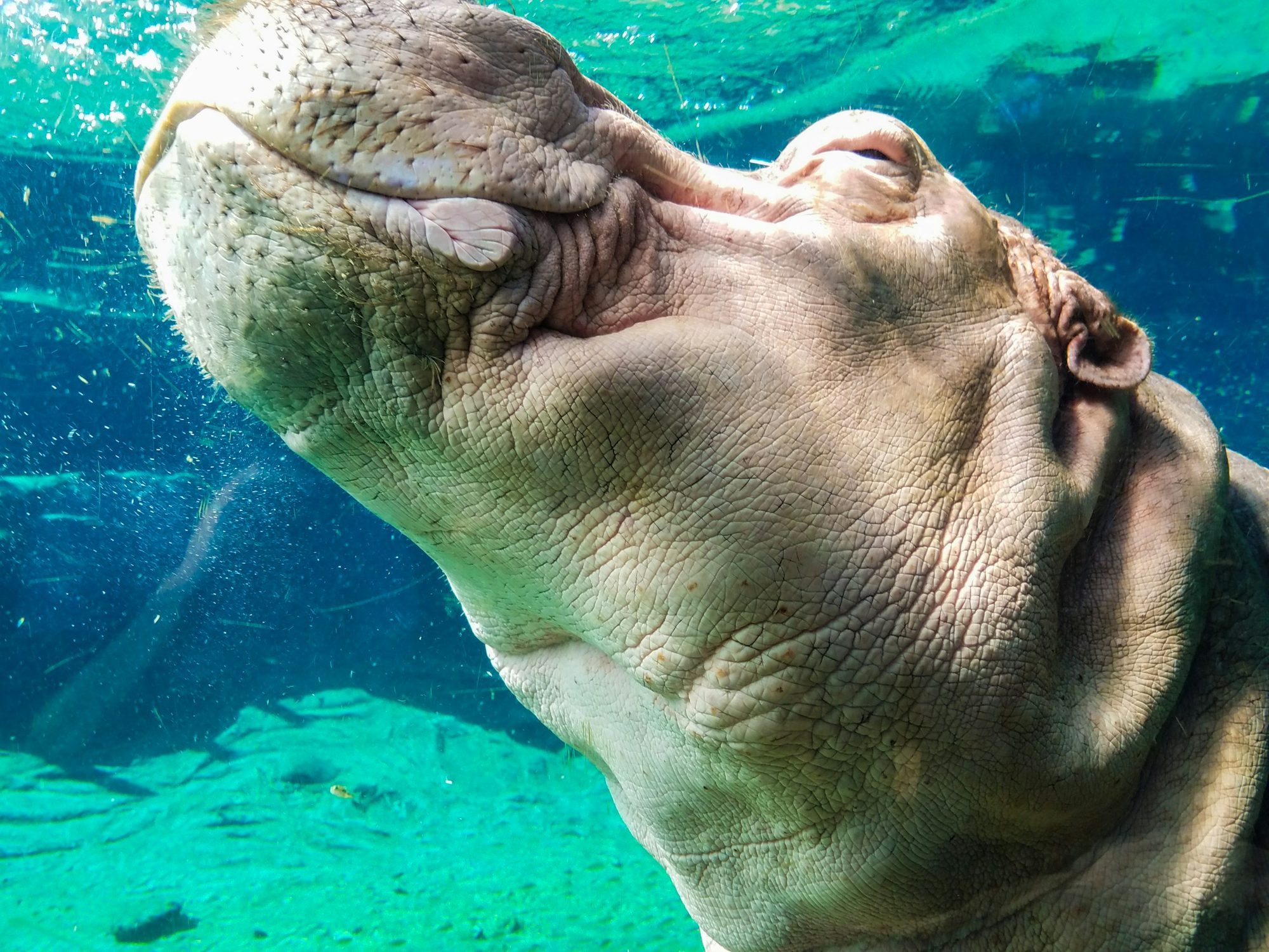 A hippopotamus seen from below the waterline