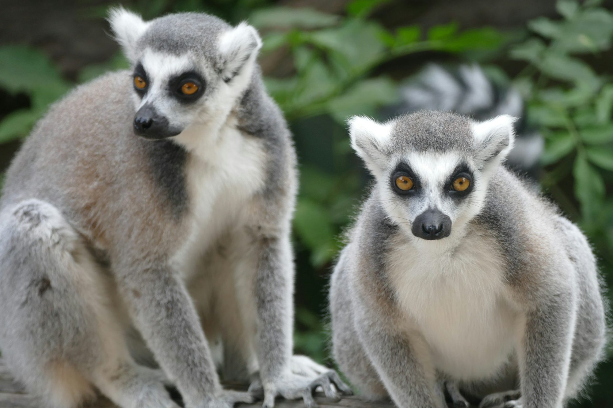 Two ring-tailed lemurs looking straight at the camera