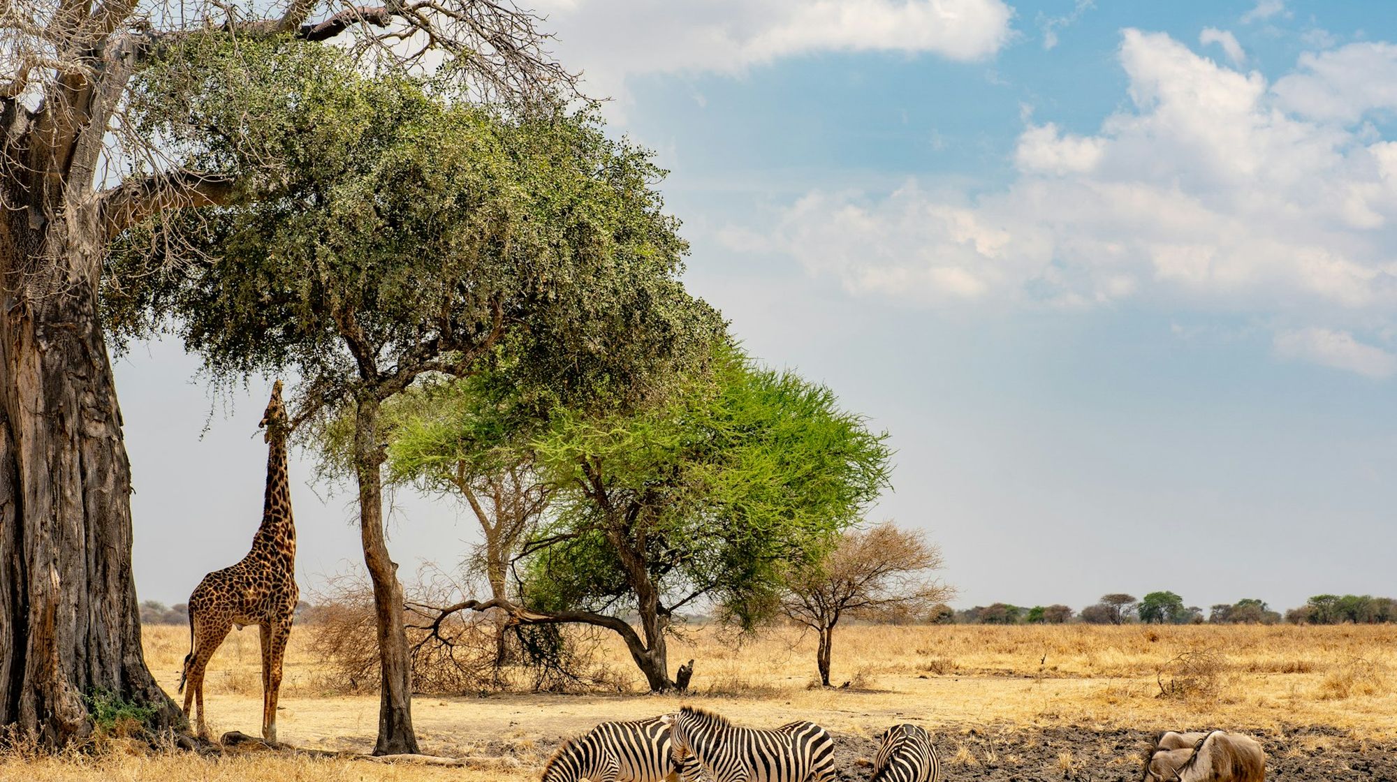 Giraffes and zebras on open ground